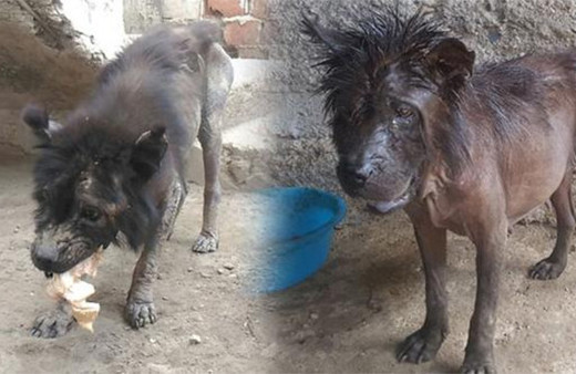 Ölmek üzereyken buldu: Şimdiki haline kimse inanamıyor!