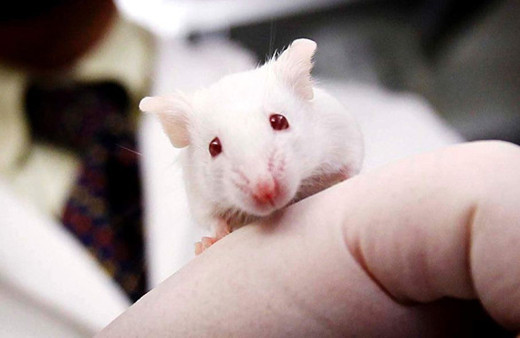 Fare bedeninde insan beyni üretildi