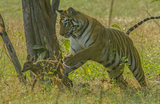 Kaplan yavru geyiği yakaladı sonrası beklediğinizden çok başka