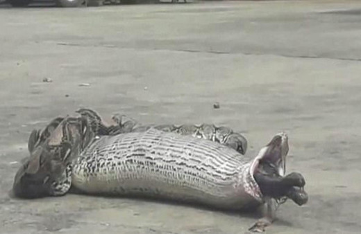 4 metrelik piton kediyi yuttu yutmasına ama sonra bakın ne oldu