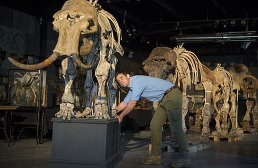 16 bin yıllık mamut iskeletleri satışa çıkıyor
