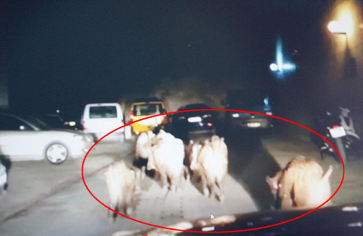 Şehrin göbeğinde şok görüntü! Sürü halinde...