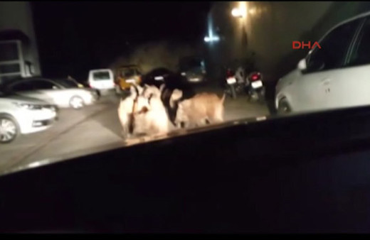  Kuşadası'na domuz sürüsü indi