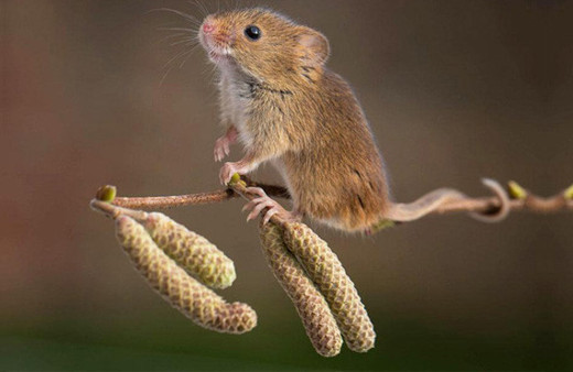 Felçli fareler kök hücre tedavisiyle yürüdü