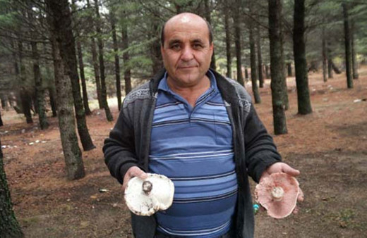 Melki mantarı için Kazdağları'na akın ettiler