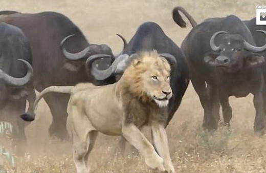 Bufalonun üzerine saldırdı ama hiç beklemediği bir şey oldu