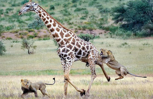 İkisi birlikte üzerine atladı her anı korkunç