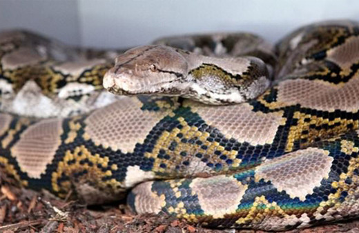 Yılan nasıl doğurur hiç görmüş müydünüz?