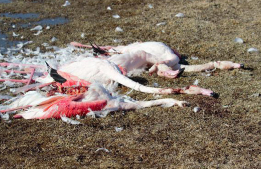 Konya'da katliam gibi görüntü!