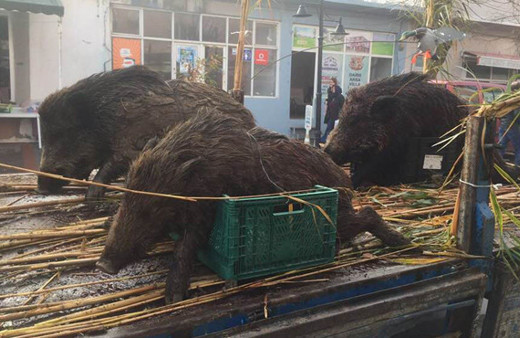 Öldürülen domuzların teşhir edilmesine tepki gösterdiler