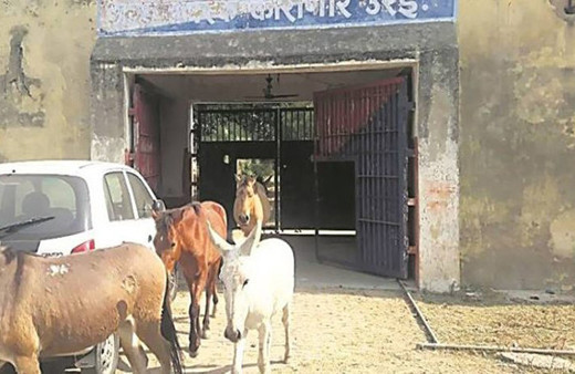 Eşekler cezaevinden tahliye edildi !