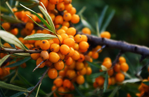 Bakanlık açıkladı: Bu bitkilere dikkat!