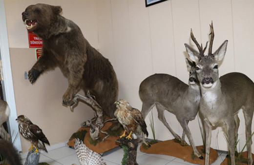 Bolu'da tahnitle ölümsüzleştirilen yaban hayvanları turizme katkı sağlayacak
