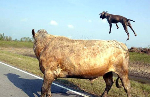 Hiç uçan bir köpek gördünüz mü? Boğaya saldırdı bir anda...