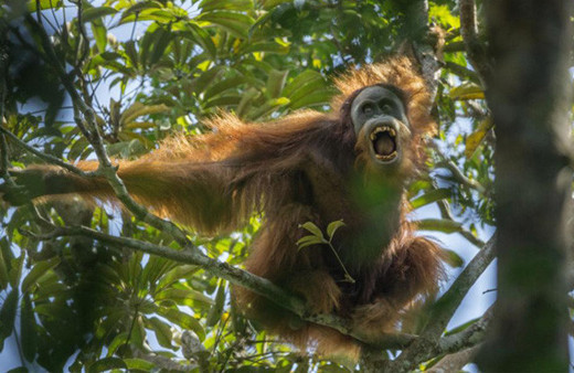 Yeni bir maymun türü keşfedildi!