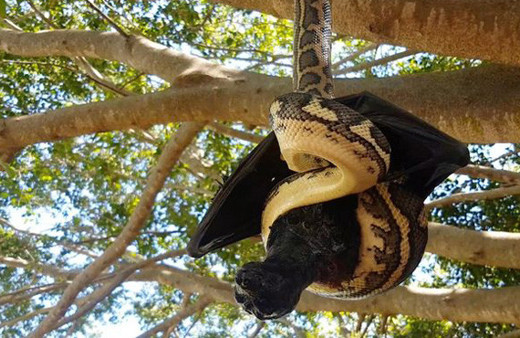 Piton ve yarasanın inanılmaz savaşı!