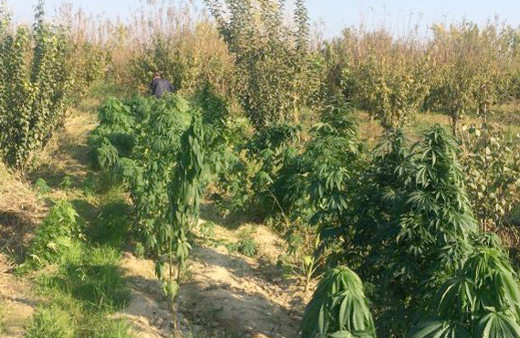 FETÖ firarisinin arazisinde ele geçirildi