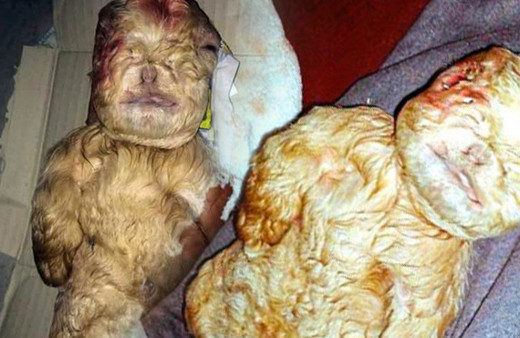 Akıllara zarar! Çöpte buldular görenler küçük dilini yuttu