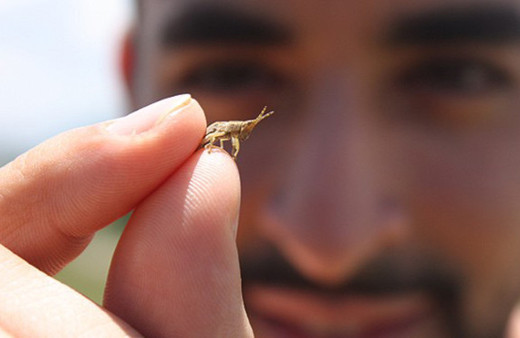 20 yıl içerisinde ana gıda böcek olacak