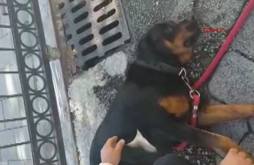 Muğla'da vahşet: Köpeği bayıltana kadar sopayla dövdü