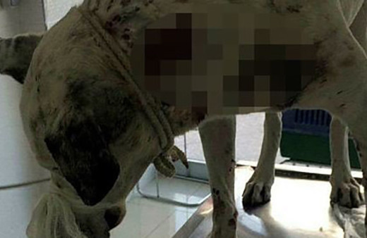 Yaralı köpeğin röntgeni şoke etti