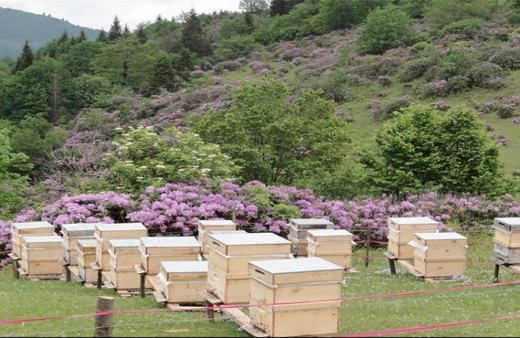 Toprağın altından su üstünden bal akıtacağız