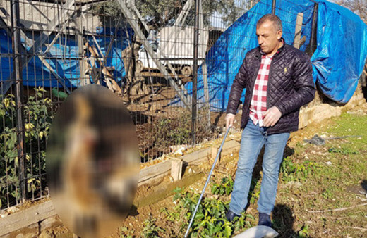 Bursa'da tilkiye vahşet kuyruğunu kesmek yetmedi!