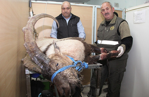 Vahşetten kaçmak için mezarlığa sığındı: Vatandaşlar buldu!