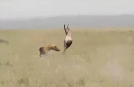 Sırtlanın yavru antilop avı kamerada