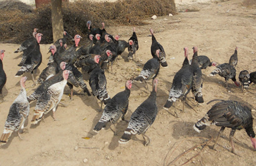 Hindi fiyatları ne kadar 2018 hindi fiyatları listesi