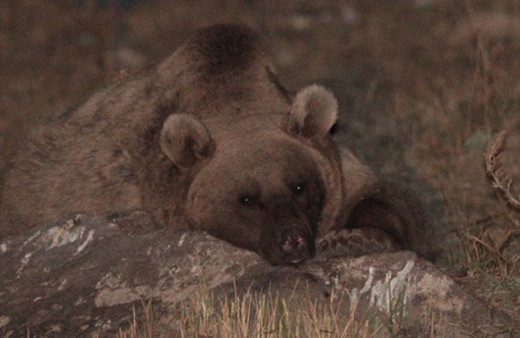 Çöplük boz ayıların kış uykusu düzenini bozdu
