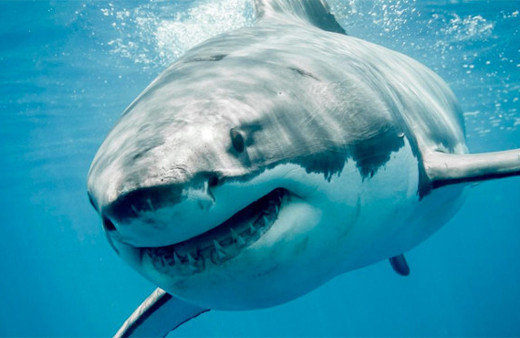 Köpekbalığı ABD'li turiste saldırdı