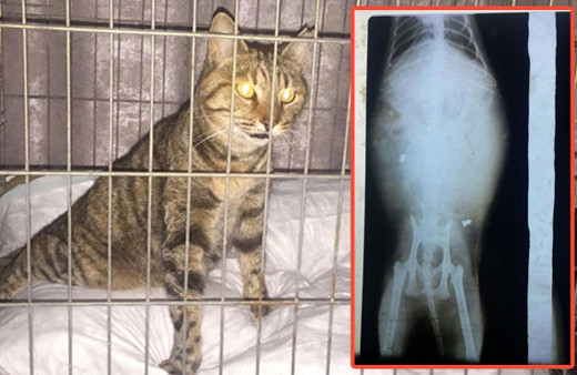 İzmir'de sahipli kedi tüfekle vuruldu