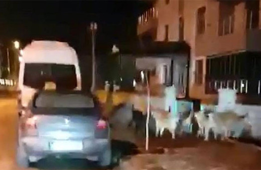 Köpekler sokakta yaban domuzu kovaladı