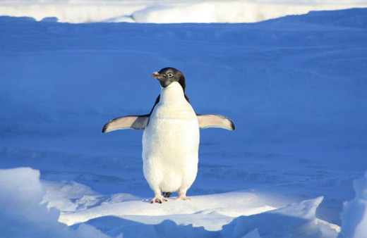 Penguenlerin tarihi 14 bin 600 yıl öncesine dayanıyor