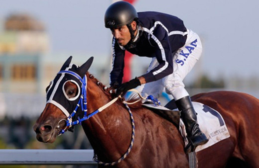 Reza Zarrab'ın atı kaderine terk edildi! Seyis kan ağlıyor