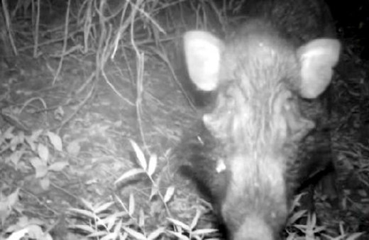 Dünyanın en çirkin domuzu görüntülendi