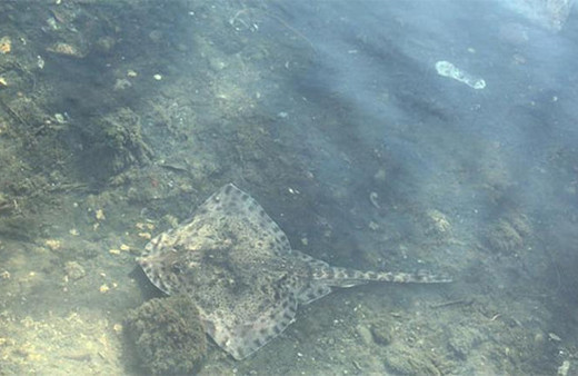 İstanbul'da ürküten olay: Peş peşe sahile vurdular!