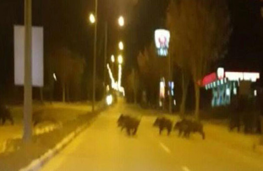 Aç kalan domuzlar şehre indi