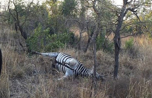 Zebrayı atlayıp avladı avlamasına ama sonra öyle bir şey oldu ki