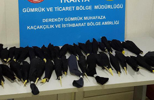 Ne olduklarını görünce yüreğiniz sızlayacak!