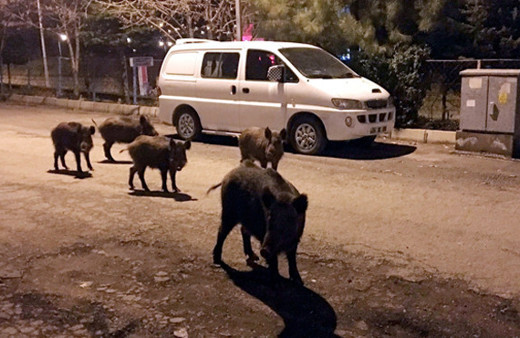 Tunceli sokaklarını domuzlar istila etti