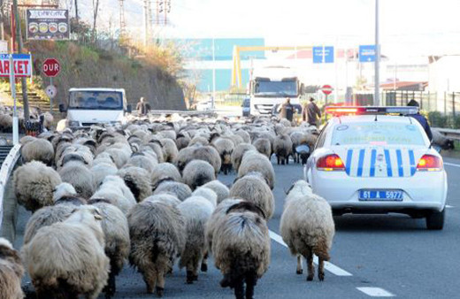 Trabzon'da koyun sürüsüne polis eşlik edince...