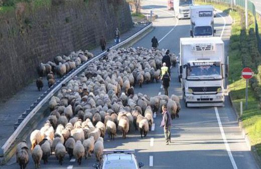 Koyun sürüsü ile karayoluna girdi, trafik karıştı