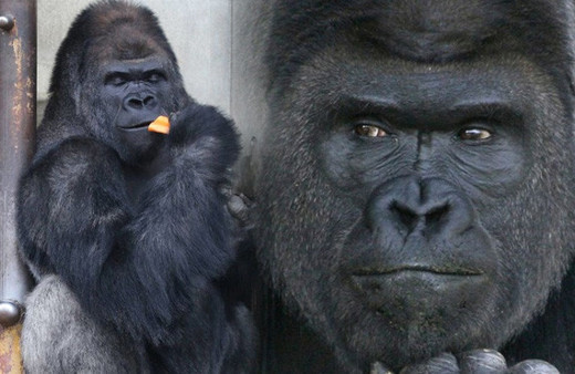 Herkes onu görmeye geliyor George Clooney ile kıyaslanıyor 