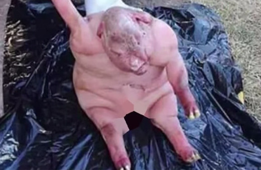 Köylüler yarı insan yarı hayvan bir şey buldu görenler şoke oldu