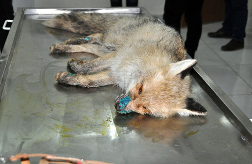 Kümeste yaralı halde bulunan tilki tedavi altına alındı