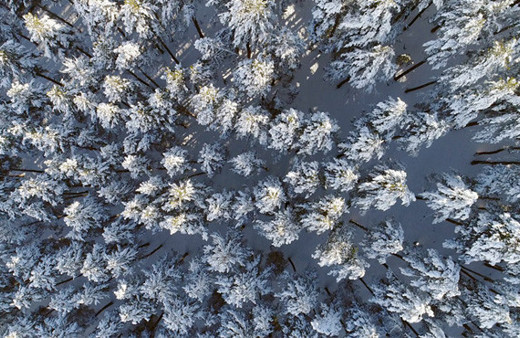 Sarıçam ormanlarının havadan görüntüleri büyüledi