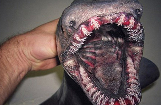 Denizde yakalayıp sosyal medyada paylaştı sonrasında olanlar oldu