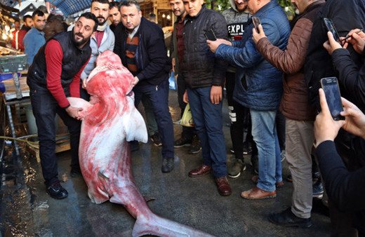 Mersin'de yakalandı tam 4 metre uzunluğunda 